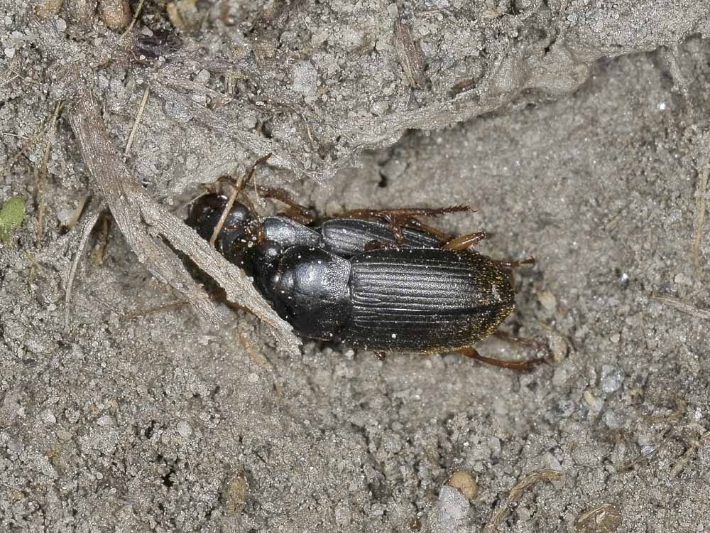 Coppia di Carabidae - Pseudoophonus rufipes